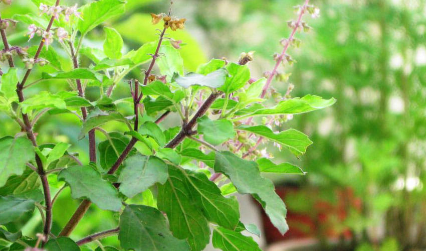 Benefits of Tulsi in winter