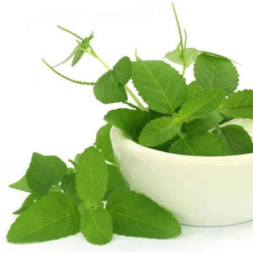 Benefits of Tulsi in winter
