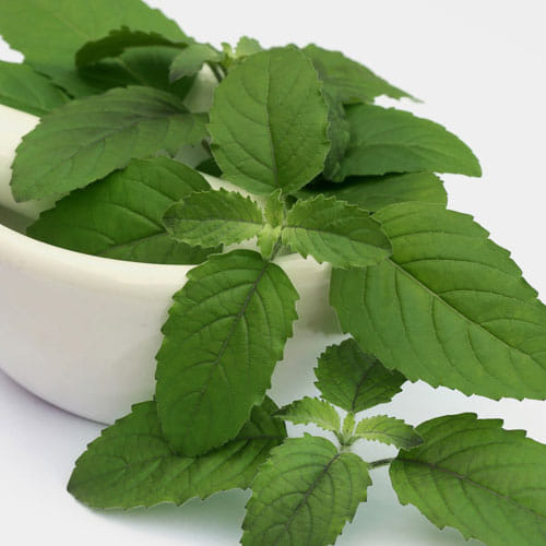 Benefits of Tulsi in winter