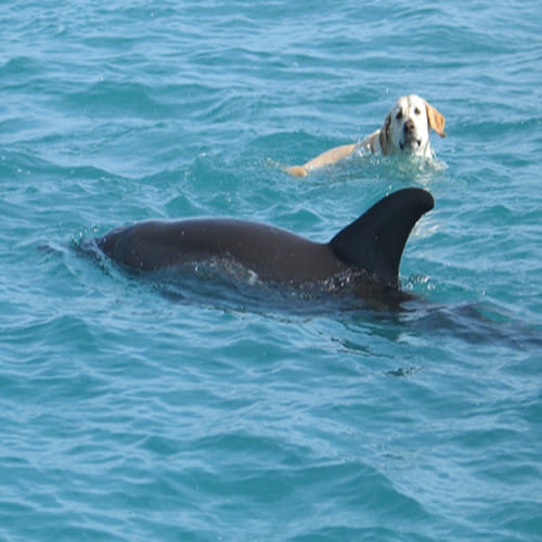 unusual friendship of dog and dolphins