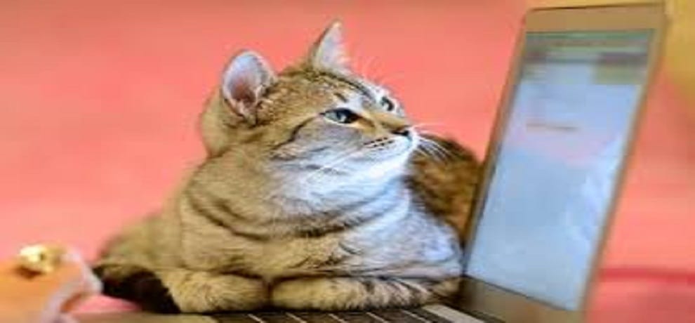 Pakistan doctor sued for Rs 2.5 crore over cat's death