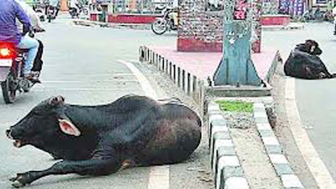 Bull killed girl in farrukhabad