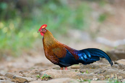 डेमो