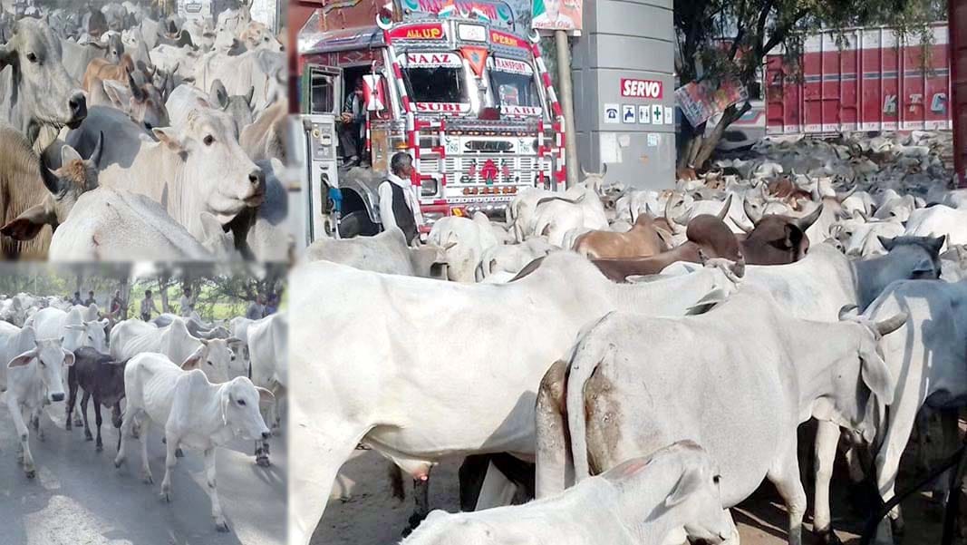 farmer protest in highway with animals