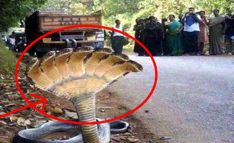 truth behind 7 head snake in india