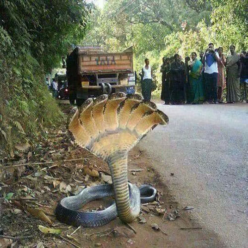 truth behind 7 head snake in india