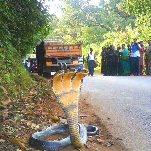 truth behind 7 head snake in india