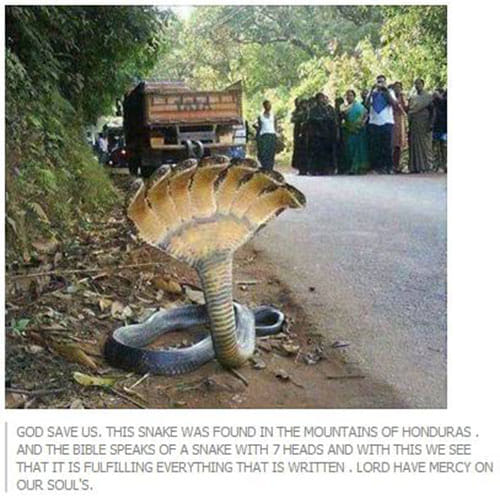 truth behind 7 head snake in india