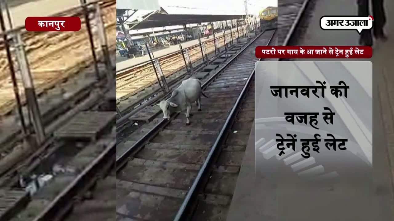रेलवे ट्रैक पर आई गाय