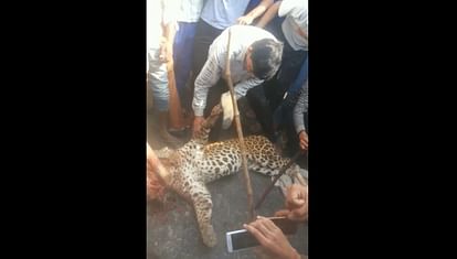 leopard killed by local villagers in Mandawar village of sohna Gurgaon border
