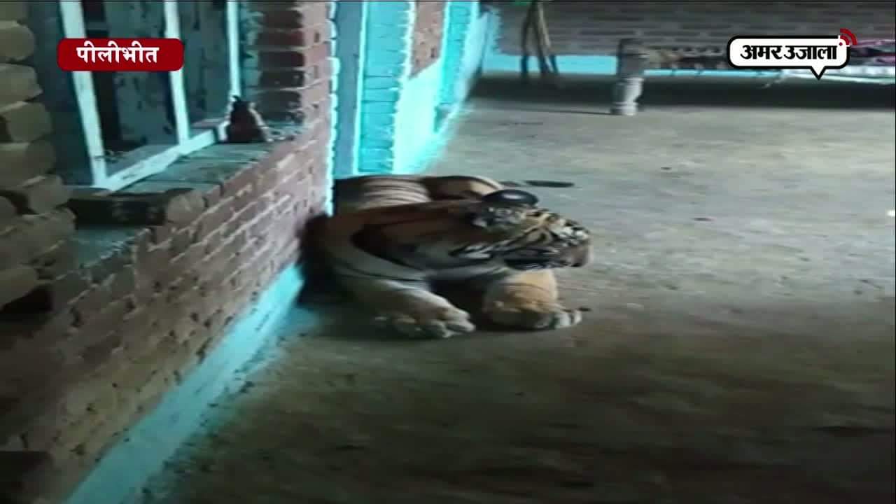 पीलीभीत में एक घर में घुसा बाघ
