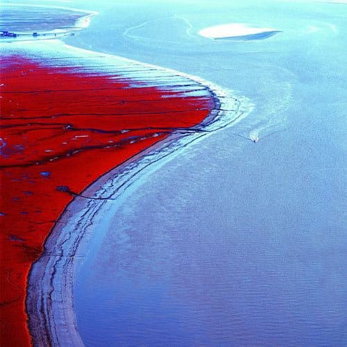 Incredible Red Beach in Panjin