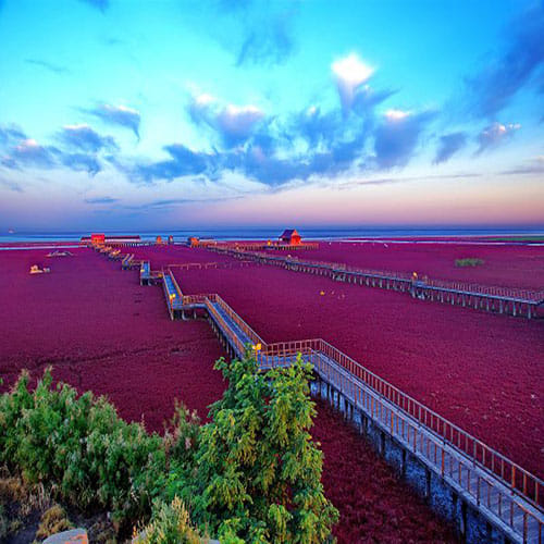 Incredible Red Beach in Panjin