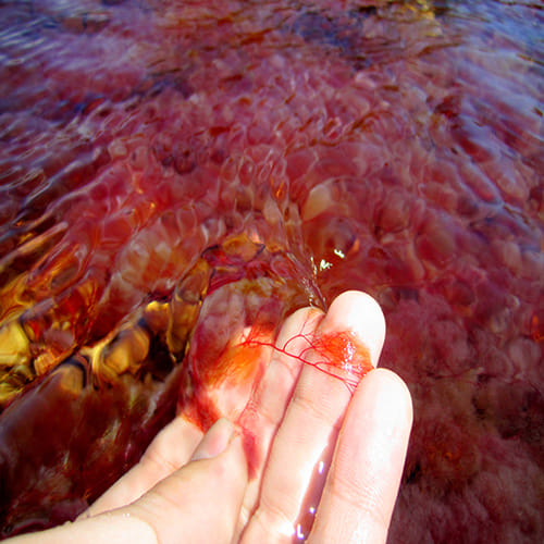 Incredible Red Beach in Panjin