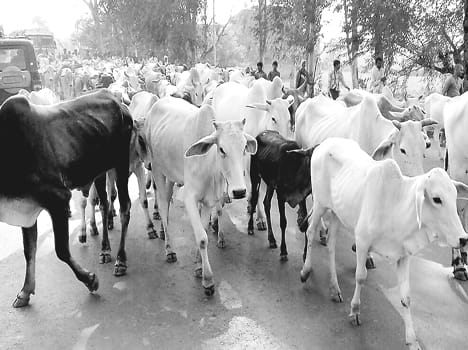 The performance raised cattle on the highway