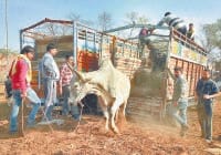 fatehabad, 18 animal, caught,  release,  fatehabad,  harayana