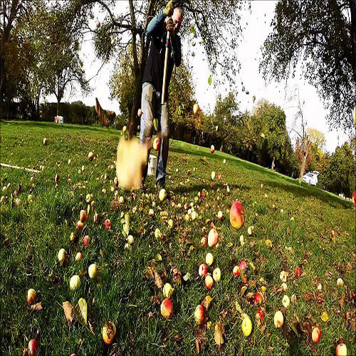 Apple rain in England