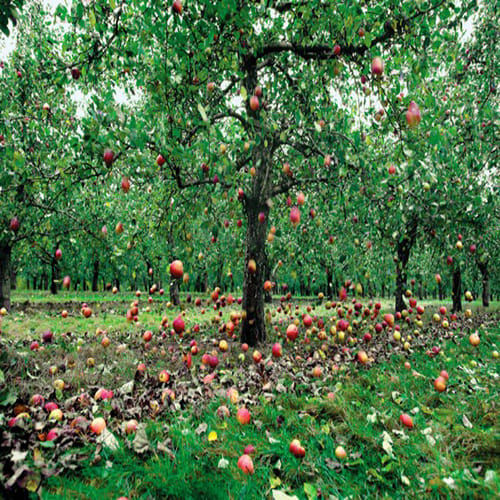 Apple rain in England
