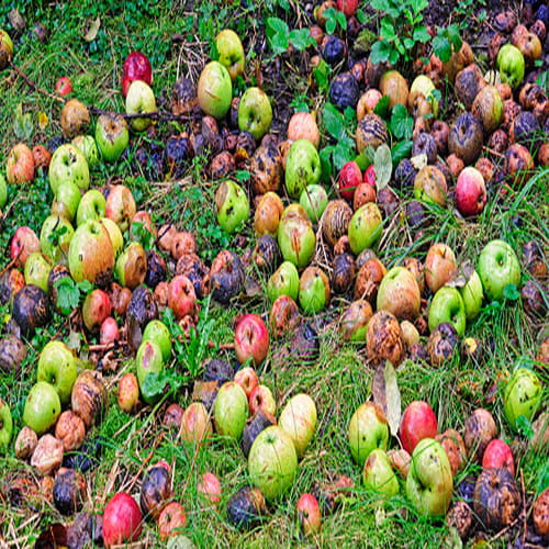 Apple rain in England