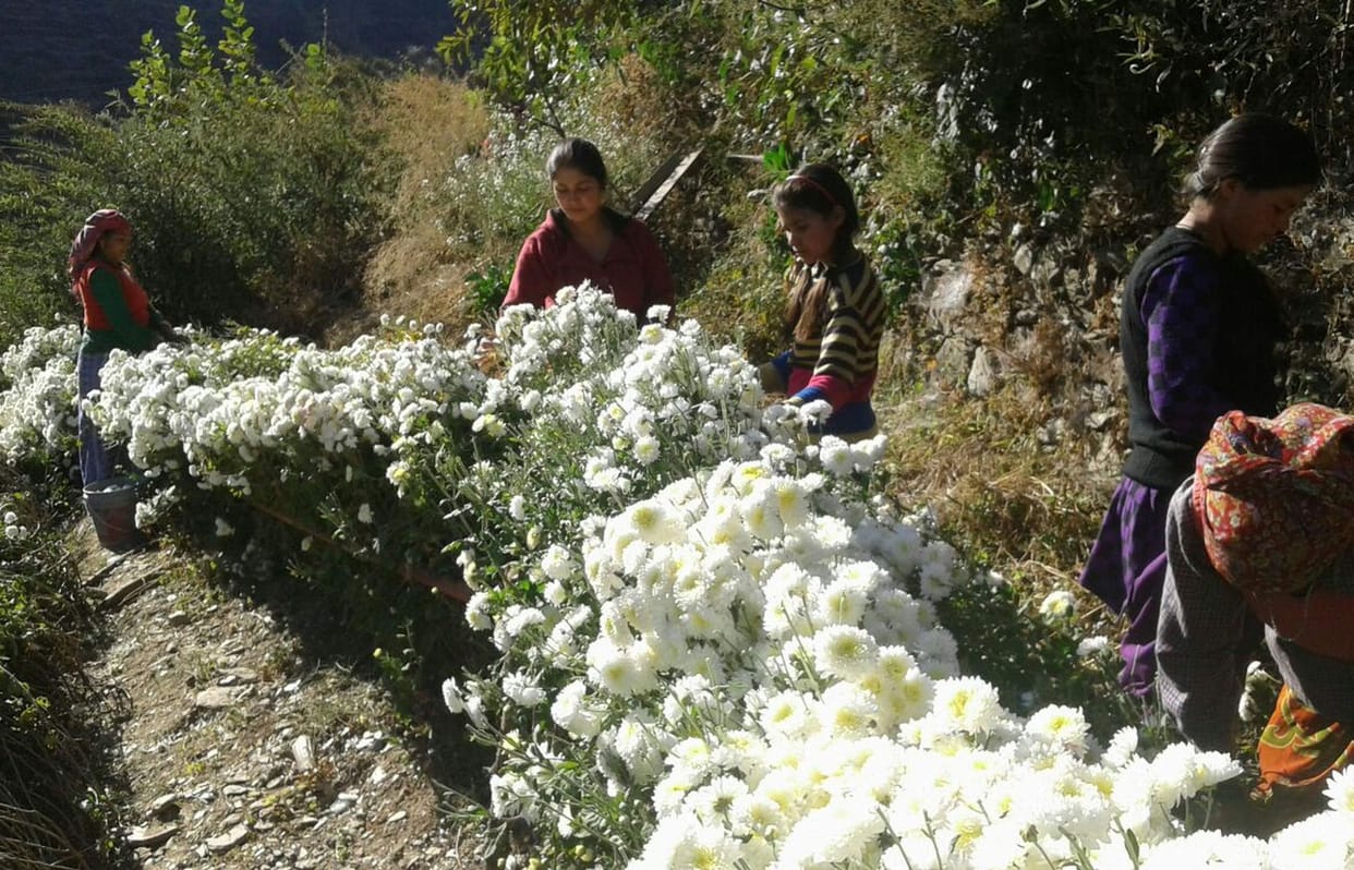 Delhi and Dehradun are spreading fragrance of Nagaon Guldavdi