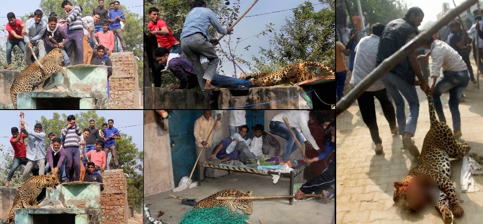 villagers beaten leopard to death in gurugram