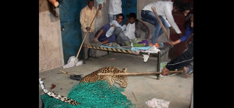 villagers beaten leopard to death in gurugram