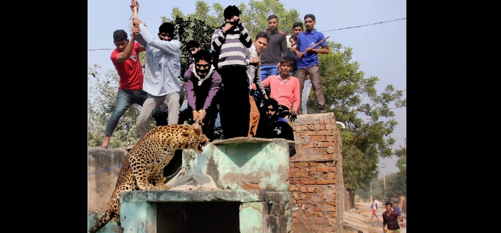 villagers beaten leopard to death in gurugram