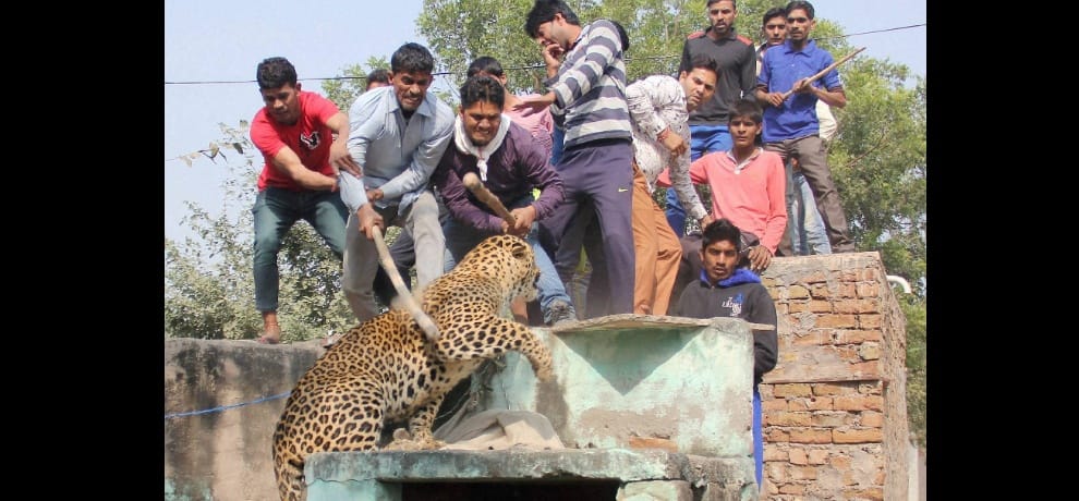 villagers beaten leopard to death in gurugram