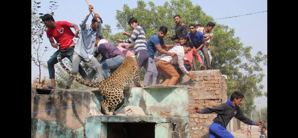villagers beaten leopard to death in gurugram