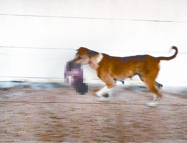 A Dog has been shown taking dead body of a child