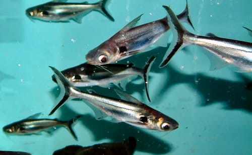 pangasius fish taste in uttarakhand