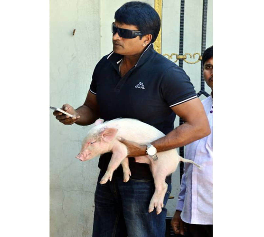 south indian star ravi babu with his piglet