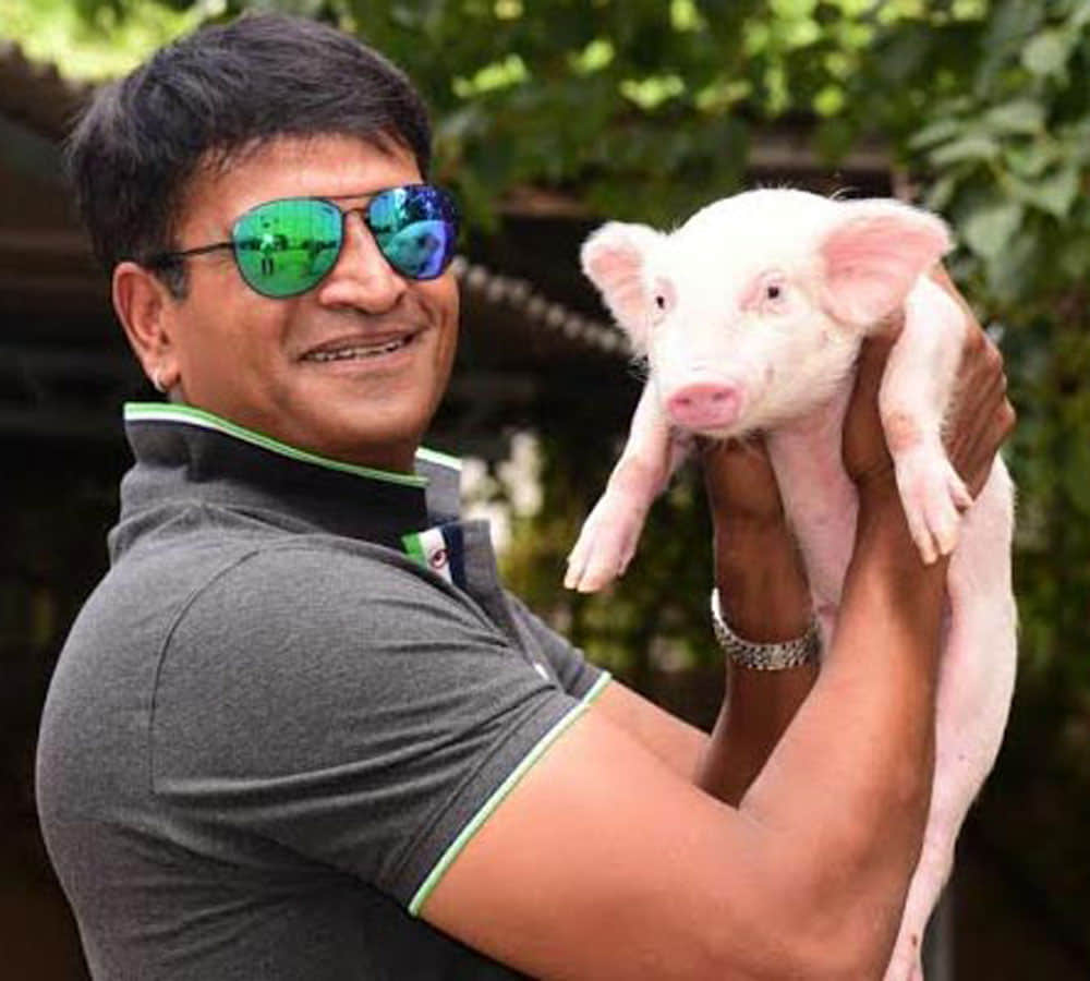south indian star ravi babu with his piglet