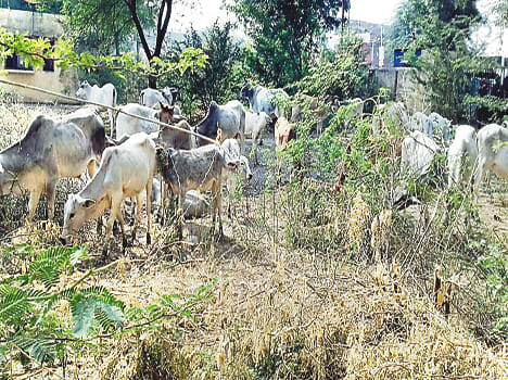 Farmers detained, released with a warning