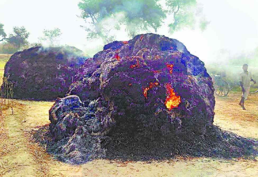 eight bigha paddy ash