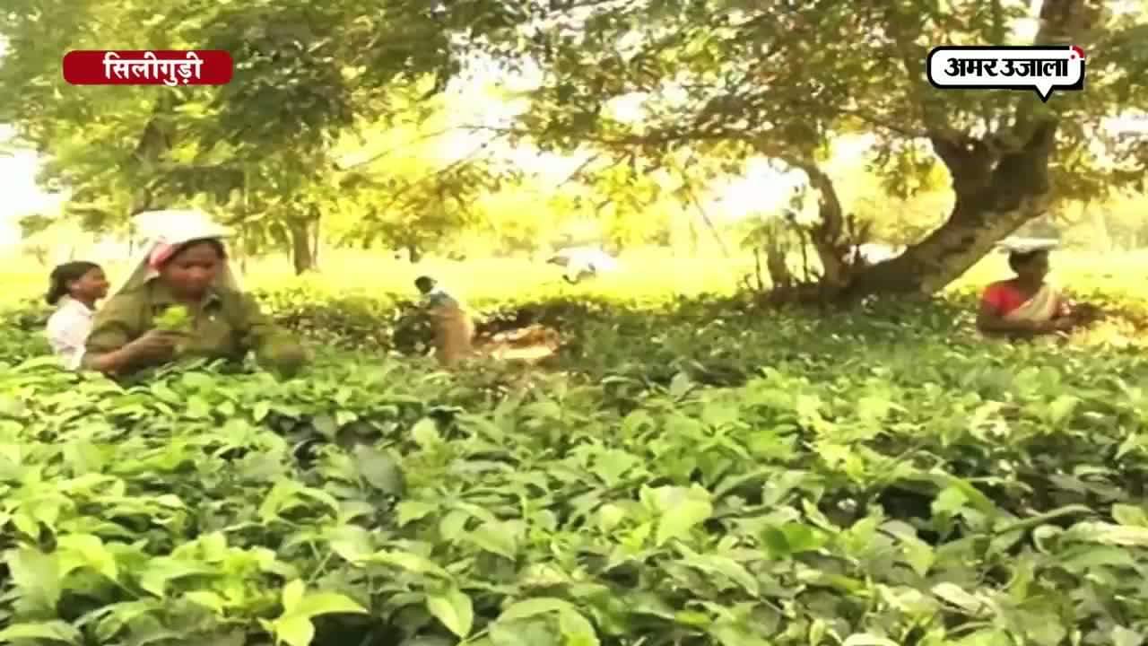 सिलीगुड़ी