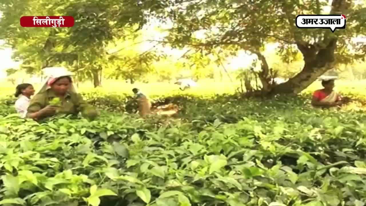 सिलीगुड़ी