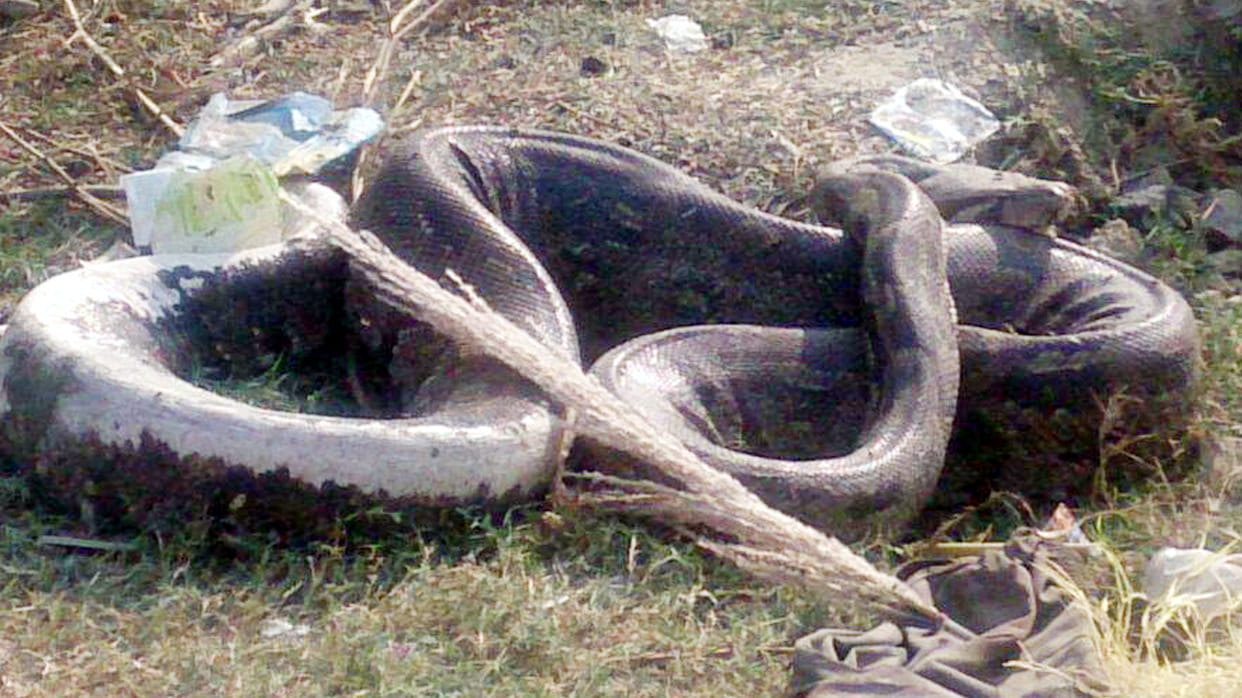 12 foot tall python near iit kanpur