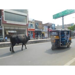 bull, animales,on road, dangrous on life, jind