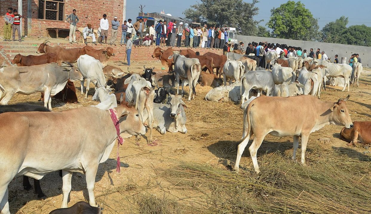 पशु पालकों को बाजार उपलब्ध कराएगी सरकार
