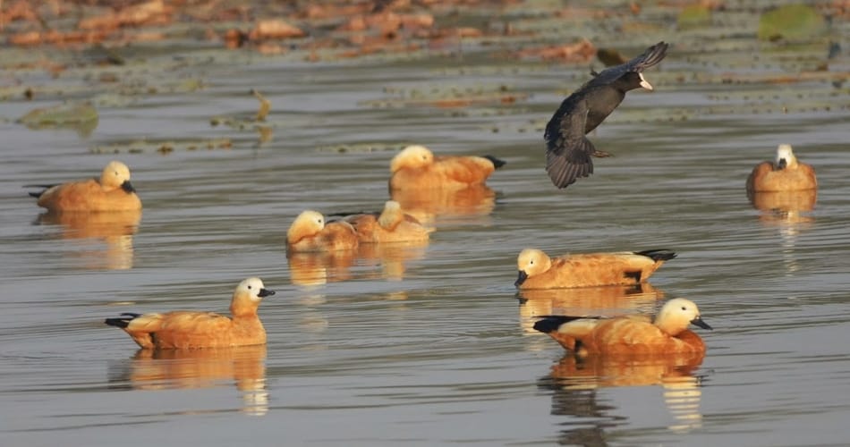 After 6 years of migratory birds will count on Sukhna Lake