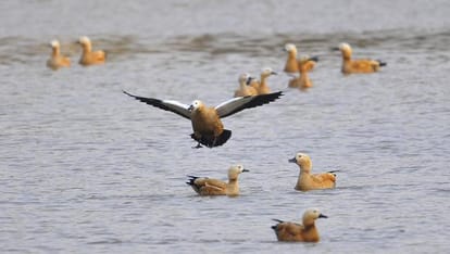 many kind of birds on sukhna lake chandigarh, reach to see them and follow tips