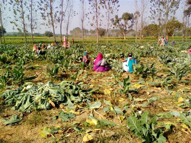 भारत सरकार के सलाहकार ने किया पाटा गांव का भ्रमण