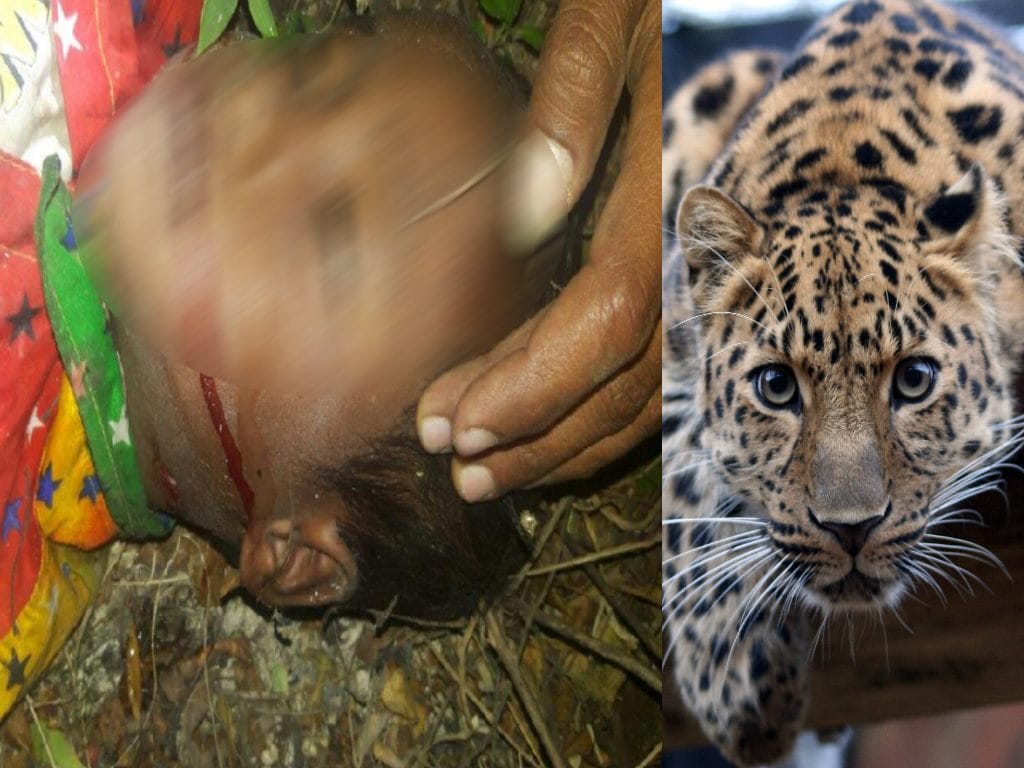leopard kill four year old boy