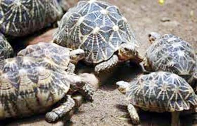 tortoise trafficking from auraiya chambal