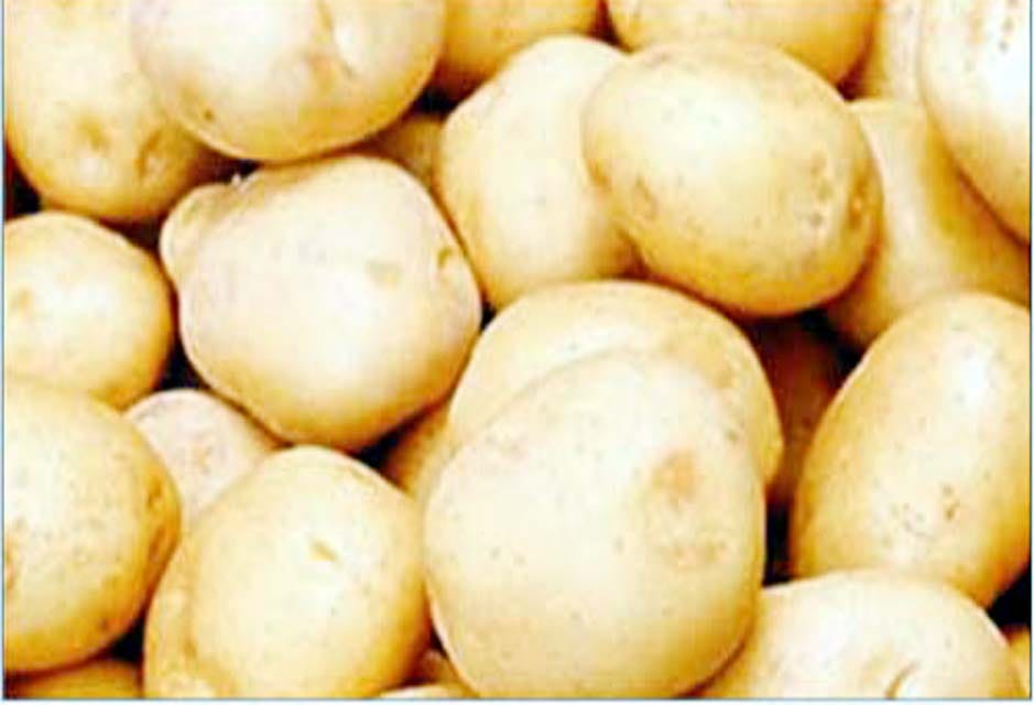 uncost potato farmers disturb in unnao 
