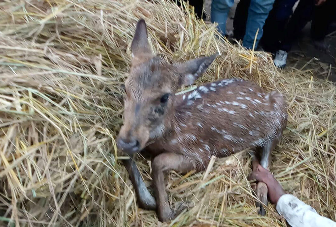 The village suffered from straying child chital 