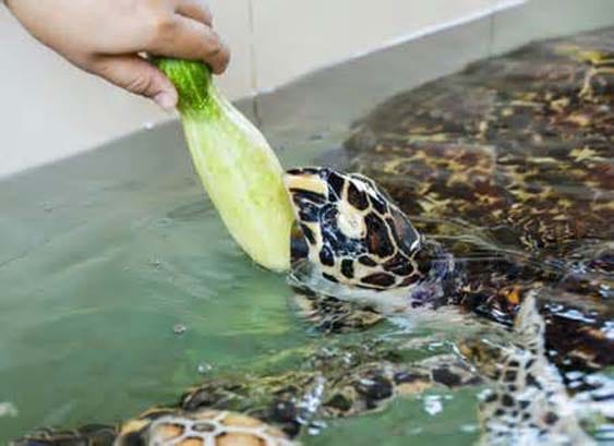 tortoise trafficking from auraiya chambal