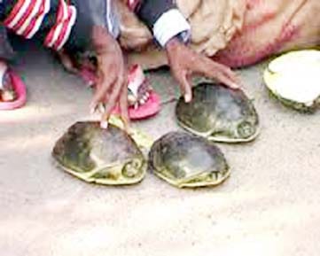 tortoise trafficking from auraiya chambal