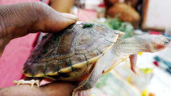 tortoise trafficking from auraiya chambal